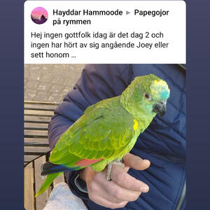 Papegoja försvunnen i malmö