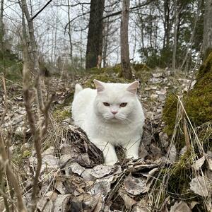 Vit hankatt vilse i Fullerö/Storvreta 