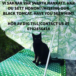 Svart kastrerad hankatt