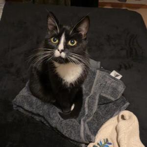 FÖRSVUNNEN KATT I GÄVLE/SÄTRA
