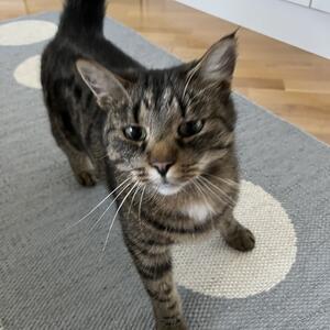 Smilla är försvunnen!
