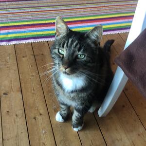 Bortsprungen katt i Gustavsberg