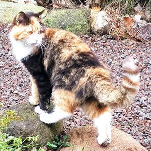 Upphittad liten katt