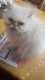 MISSING PERSIAN CAT IN HUDDINGE