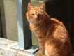 orange katt
